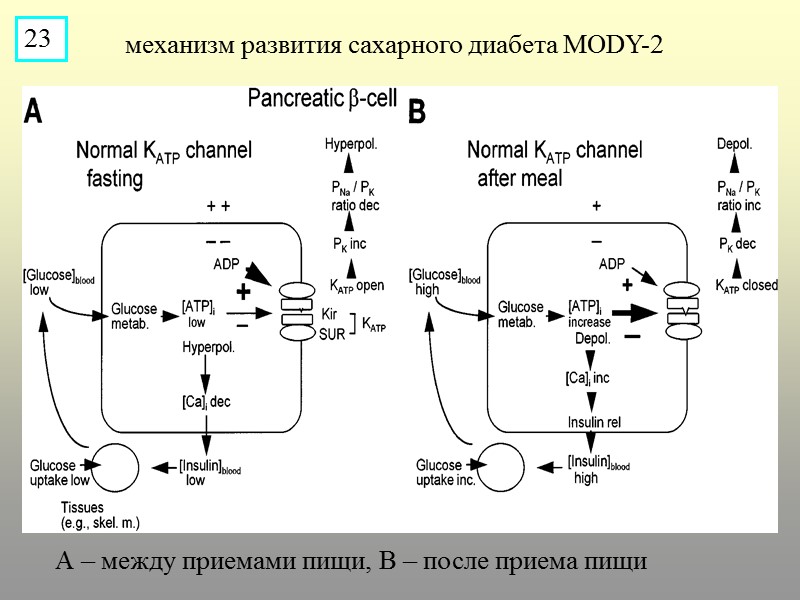 А – между приемами пищи, В – после приема пищи механизм развития сахарного диабета
